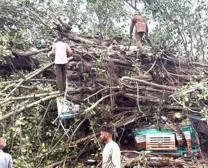 Banyan -tree -fell -on- a- truck -in -Khowa -Panchayat -of- Nagarota -Bagwan, -some- people- are -feared- to- be- buried- under- it