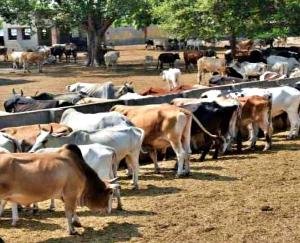 HP GOVT INCREASED FODDER SUBSIDY