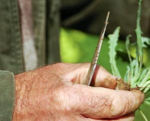 Chamba-: Seven -people- fell- il-l after -eating- poisonous -wild -vegetables -in -Pangi, -three -missing