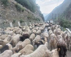 The- road -was- cut -off-by- the- glacier -at -Kugti -pass- in- Bharmour,- hundreds- of -sheep- and -goats -were- trapped-, sheep- herders- were -worried