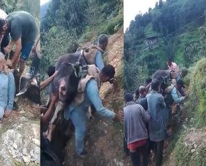 Sirmaur: Two villagers set an example of animal religion, travelled 3 KM carrying a sick cow on their back