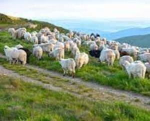 Chamba: Around 250 sheep and goats feared buried due to landslide