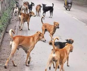 Supreme Court's decision: Dogs will be released after sterilization and vaccination, aggressive ones will be kept in shelter homes.