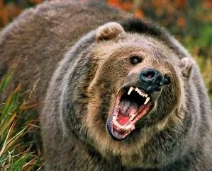 Shimla_The_animal_was_waiting_for_prey_made_a_deadly_attack_on_two_people
