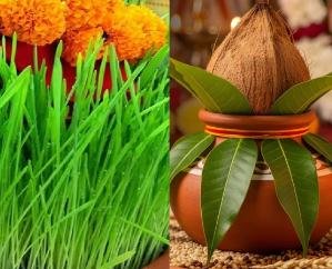 Why is barley sown on the first day of Shardiya Navratri? Know what is its importance