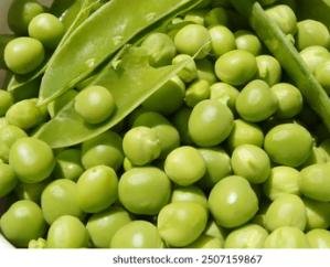 Shimla_Pea_prices_rise_peas_are_being_sold_at_a_higher_price_than_apples.