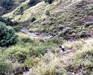 Shimla_Bolero_car_falls_into_300_feet_deep_gorge_2_youths_killed_one_injured