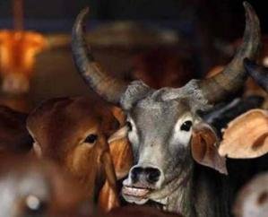 Solan_A_man_from_UP_was_caught_smuggling_cows_10_dead_and_2_live_bulls_were_seized.