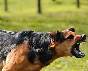 Shimla_Dead_body_of_newborn_found_in_mouth_of_stray_dog_panic_in_the_area