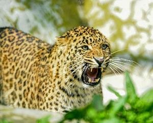 Bilaspur: Leopard attacks woman in Marhana village