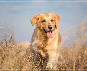 Chamba_Pet_dog_sits_near_owner's_dead_body_for_4_days