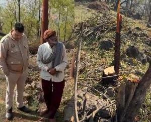Bilaspur_Sandalwood_smugglers_wreak_havoc_axes_fell_on_15_trees_overnight