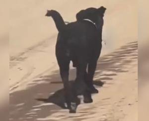 Shimla: Negligence of health department, dog seen roaming in hospital with human organ