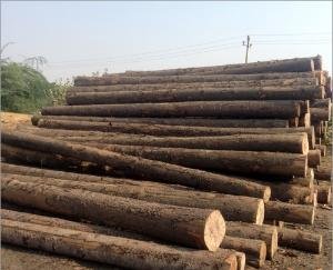  Shimla police seized cedar wood worth Rs 2.30 lakh, truck driver and his associate arrested