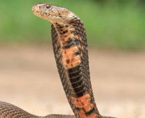 Tragic incident in Nerwa, Chopal: Two sisters die of snakebite; both girls found unconscious in the room.