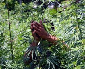 Digital crackdown on drug cultivation in Himachal; identification to be done via geo-tagging.