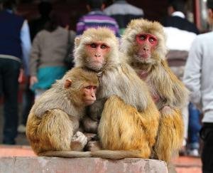 Funding for monkey control halted; threat from rising population may increase.