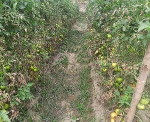टमाटर एवं अन्य मौसमी सब्जियां रोग ग्रस्त होने से बढ़ी किसानों की चिंता