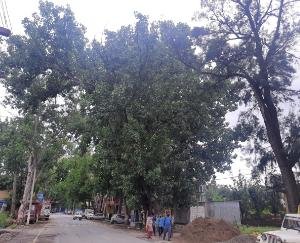 कुनिहार जनपद में सफेदा व पॉपुलर के विकराल पेड़ो के कारण कभी भी हो सकता है बड़ा हादसा