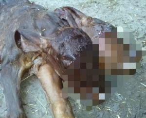 दो मुँह वाले बछड़े को देख लोग हुए  आश्चर्यचकित