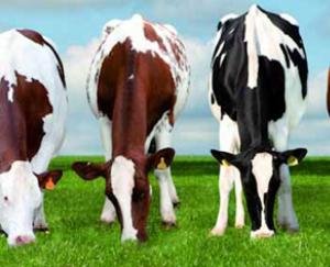 एक जीप में 6 पशु भर कर ले जाने पर किया चालान