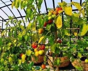 फलोद्यान केंद्र में दूसरे ज़िला के लोगों को नियुक्ति किए जाने पर स्थानीय लोगों में रोष 