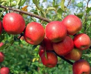 सेब में स्कैब, असामयिक पतझड़ व अल्टरनेरिया धब्बा रोग के प्रबंधन के लिए सिफ़ारिशें 