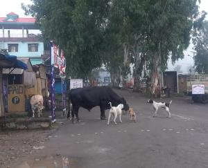 आवारा कुत्ते व लावारिस पशु बने परेशानी