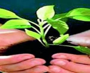 पौधरोपण में किसान मोर्चा भी करेगा अम्बुजा का सहयोग