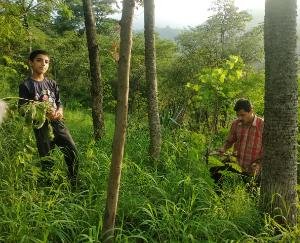 धुन्दन पाठशाला एनएसएस इकाई ने मनाया वन महोत्सव 