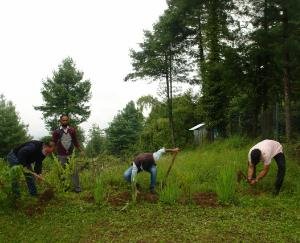 क्षेत्रीय बागवानी अनुसंधान केंद्र में मनाया गया वन महोत्सव