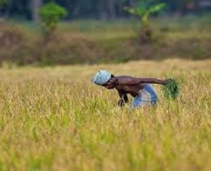 भारी बारिश ने की फसल बर्बाद, किसानों ने खटखटाया सरकार का दरवाजा 