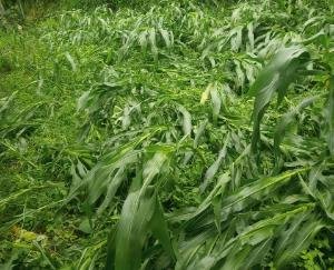 आंधी, बारिश ने किसानों की मेहनत पर फेरा पानी