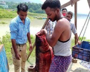 गोबिंदसागर जलाश्य में इस बार बढ़ा मछली उत्पादन