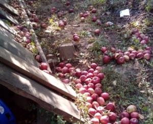 apple-crop-destroyed-in-the-storm