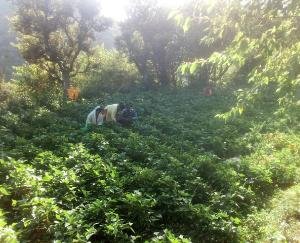 पलाशला गांव की ग्रामीण महिलाएं स्वयं सहायता समूह से जुड़ कर हो रहीं आर्थिक सशक्तिकरण की ओर अग्रसर