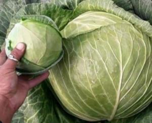 lahaul-farmer-harvested-17.2-kg-cabbage