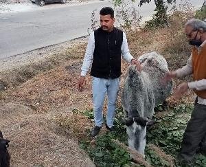 Gau-putra-sena-came-forward-to-help-the-helpless-bull