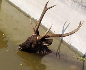 Wild-animal-fell-in-tank-died-after-staying-in-water-overnight