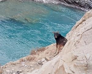 rare-himalayan-serow-spotted-in-hurling-of-lahaul-spiti