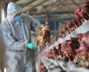 After-corona-bird-flu-enters-the-country-1-lakh-chickens-die-in-Haryana