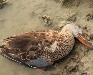 testing-of-bird-flu-in-humans