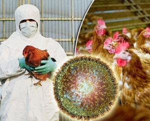 Status-of-Avian-Influenza-in-the-country