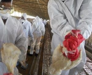 Animal-husbandry-department-prepares-to-tackle-bird-flu