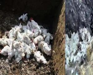 bird-flu-dead-chickens-found-along-nh-in-solan-sample-sent-for-test
