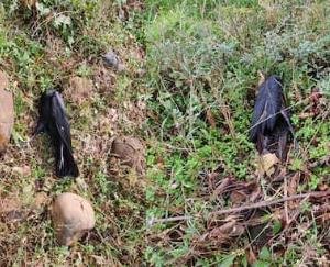 bird-flu-in-himachal-dead-crows-found-in-bilaspur