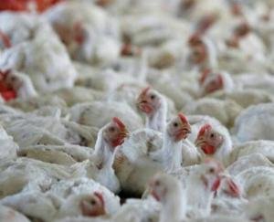 5-rapid-response-teams-formed-to-deal-with-bird-flu-in-Solan