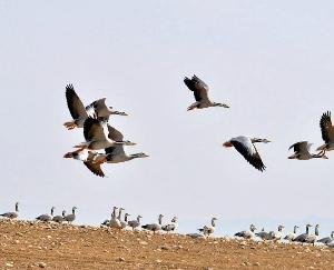 Bird-death-rate-declining-in-Pong-virus-soon-to-be-contained 