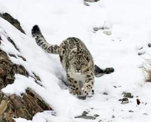 Himachal-becomes-first-state-to-count-snow-leopard