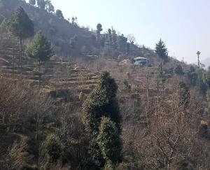 Disappointment on the face of farmer plantations due to no snowfall